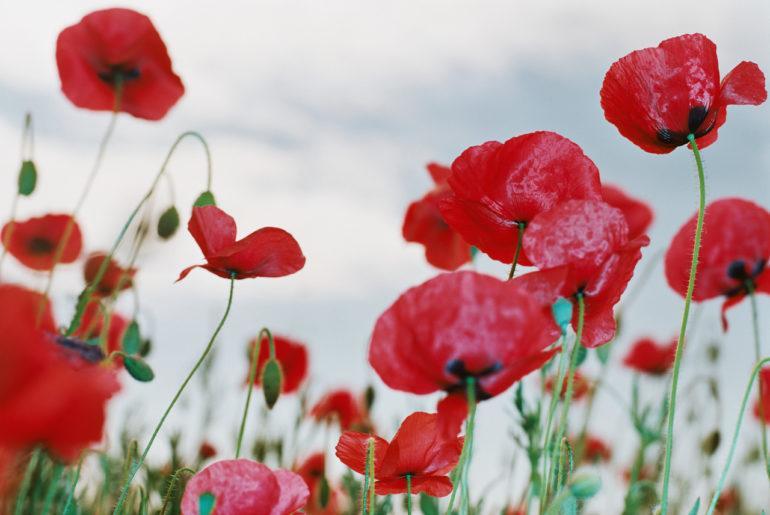 remembrance day poems