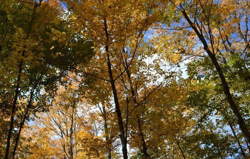 Thanksgiving recipes and articles