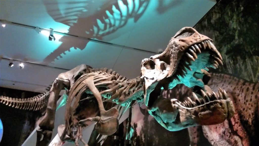 A Family Membership at the Royal Ontario Museum is So Worth It!