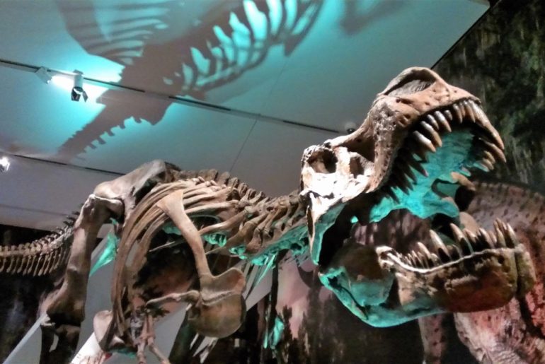 A Family Membership at the Royal Ontario Museum is So Worth It!